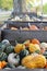 Bins Full of Gourds, Squash, and Pumpkins