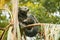 Binturong