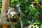 Binturong