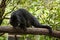 Binturong