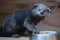 Binturong (Arctictis binturong)