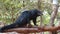 Binturong (Arctictis binturong) in the zoo Thailand.