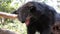 Binturong (Arctictis binturong) in the zoo Thailand.