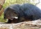 Binturong (Bear-cat)