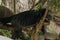 Binturong Bear Cat sleeping in a tree