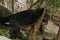 Binturong Bear Cat sleeping in a tree