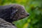 Binturong or bearcat (Arctictis binturong) on a tree