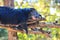 Binturong, Bearcat (Arctictis binturong) in the zoo