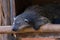 A binturong or bearcat in Palawan, Philippines