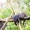 Binturong bearcat sleeping