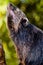 Binturong Closeup