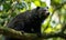 Binturong known as Bearcat perched on a branch in the lush canopy of a tropical rainforest. Its thick black fur shines in the