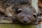 Binturong or philipino bearcat looking curiously, Palawan, Philippines