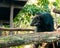 Binturong or philipino bearcat looking curiously from the tree, Palawan, Philippines