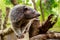 Binturong or philipino bearcat walking on the trees, Palawan, Ph