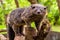 Binturong or philipino bearcat walking on the trees, Palawan, Philippines