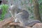 A binturong is showing a threatening expression.