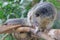 A binturong is showing a threatening expression.