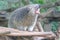 A binturong is showing a threatening expression.