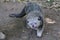 A binturong is showing a threatening expression.