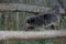 A binturong is showing a threatening expression.