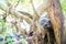 Binturong sleep on tree