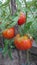 Bio agriculture - eco raised vegetables and fruits - tomato fruit and plant