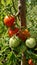 Bio agriculture - ecologically raised vegetables - tomato plant and fruits