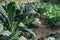 Bio Black cabbage in italian field