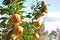 Bio ecologic citrus fruit in the garden. Tangerines. Oranges.