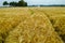 Bio farming, ripe yellow durum wheat plants growing on field, re