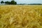 Bio farming, ripe yellow durum wheat plants growing on field, re