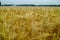 Bio farming, ripe yellow durum wheat plants growing on field, re
