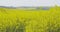 Bio fuel production - rapeseed field close up view