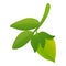 Bio green jojoba icon, cartoon style