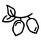 Bio jojoba seeds icon, outline style