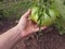 Bio tomato in farmer hand