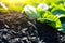 Biochar is added to the soil when planting plants in gardens and orchards. Biochar increases the carbon content of the soil,