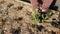 biochar in the vegetable garden. using charcoal by a gardener holding a plant to fertilize