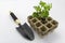 biodegradable nursery, sprout plate with flower sprouts and garden tools trowel on white background, peat pots seed