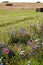 Biodiversity conservation - wildflower borders along farm fields to support pollinators and other wildlife