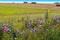 Biodiversity conservation - wildflower borders along farm fields to support pollinators and other wildlife