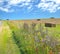 Biodiversity conservation - wildflower borders along farm fields to support pollinators and other wildlife