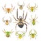 Biodiversity in the world of spiders