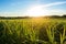 bioenergy crops field bathed in sunlight