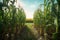 bioengineered corn growing in a test field