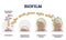 Biofilm formation stages with development and dispersion outline diagram