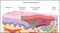 Biofilm forming in skin wound