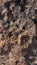 Biogenic soil crust - Living soil - Desert - Utah