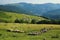 Biogradska Gora National Park idyllic scene, Montenegro